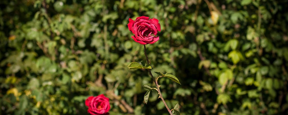 Нежные розы