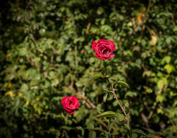 Нежные розы