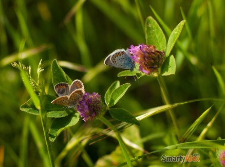 butterflies